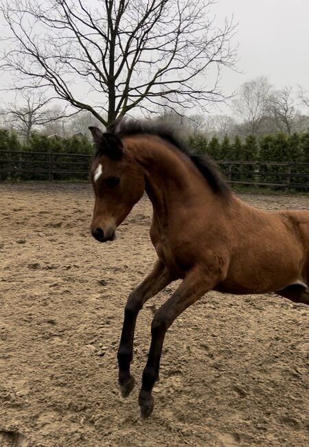 Arabian Colt, Prium Arabians, Pferd kaufen, Uddel, Abbildung 6