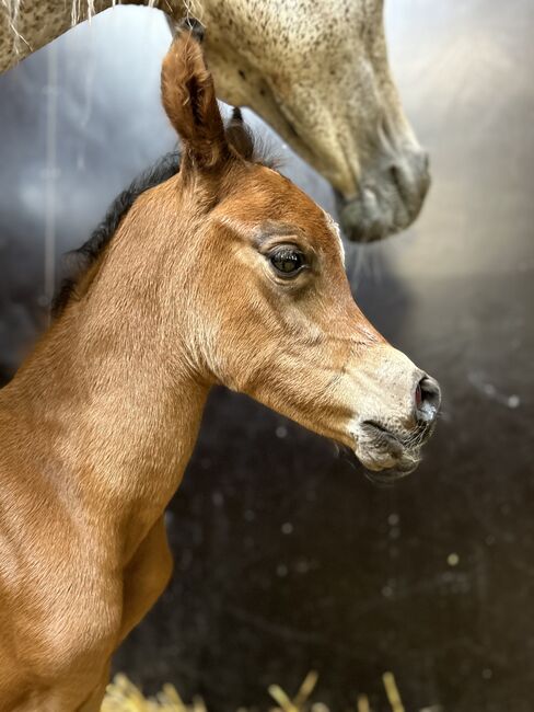 Arabian Colt, Prium Arabians, Pferd kaufen, Uddel, Abbildung 7