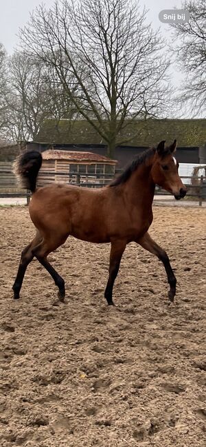 Arabian Colt, Prium Arabians, Pferd kaufen, Uddel, Abbildung 8