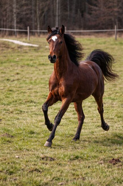 Araber jahrling, Petra , Pferd kaufen, Bled