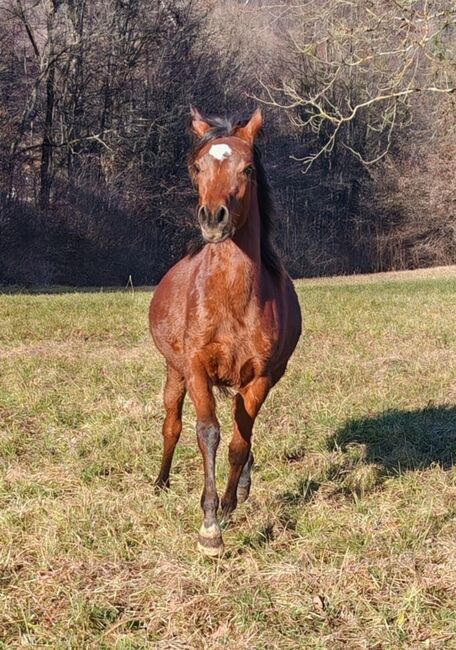 Araber jahrling, Petra , Horses For Sale, Bled