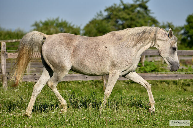 Araber Stute, Petra , Pferd kaufen, Bled