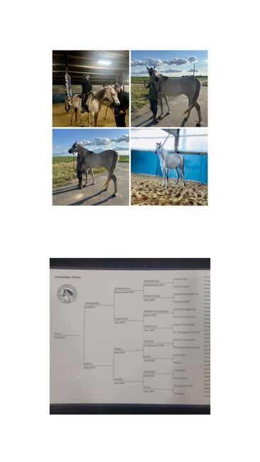 Araber Wallach, Alvin Boudy Jr., Horses For Sale, Kerpen