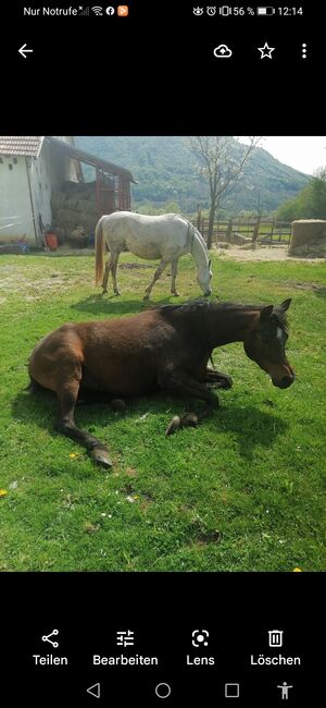 Araberstute, Gabriela , Horses For Sale, Radovan , Image 2
