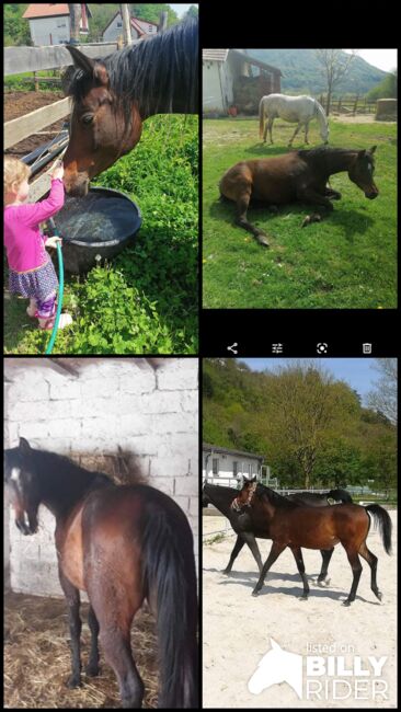 Araberstute, Gabriela , Horses For Sale, Radovan , Image 5