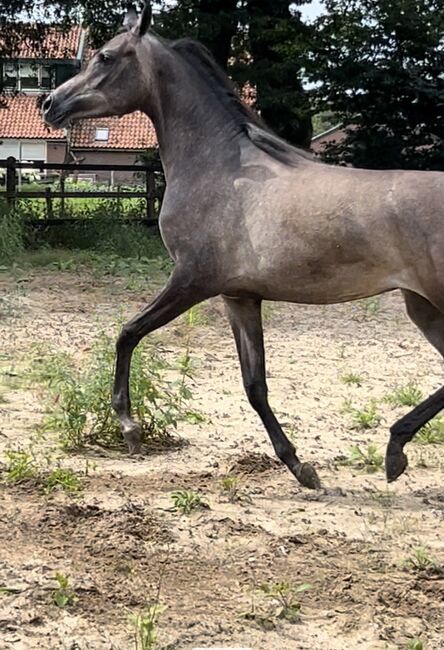 Arabian Mare, Prium Arabians, Pferd kaufen, Uddel, Abbildung 2