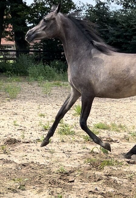 Arabian Mare, Prium Arabians, Pferd kaufen, Uddel, Abbildung 4