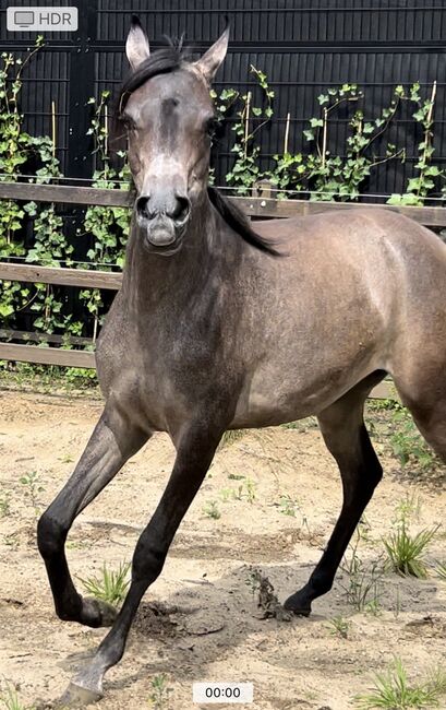 Arabian Mare, Prium Arabians, Pferd kaufen, Uddel, Abbildung 5