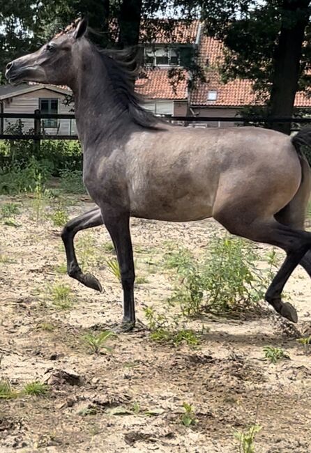 Arabian Mare, Prium Arabians, Pferd kaufen, Uddel, Abbildung 10