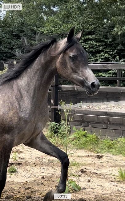 Arabian Mare, Prium Arabians, Pferd kaufen, Uddel, Abbildung 11