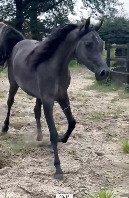 Arabian Mare, Prium Arabians, Pferd kaufen, Uddel, Abbildung 2