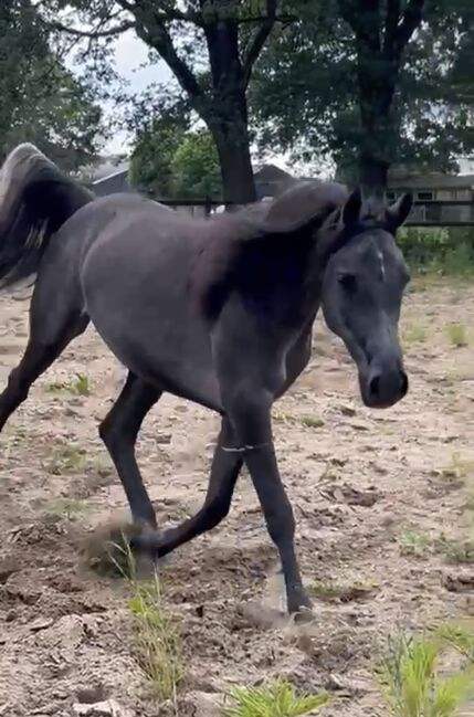 Arabian Mare, Prium Arabians, Pferd kaufen, Uddel, Abbildung 6