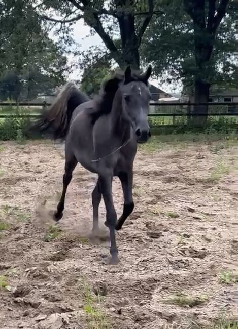 Arabian Mare, Prium Arabians, Pferd kaufen, Uddel, Abbildung 8