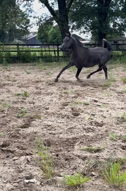 Arabian Mare, Prium Arabians, Pferd kaufen, Uddel, Abbildung 9