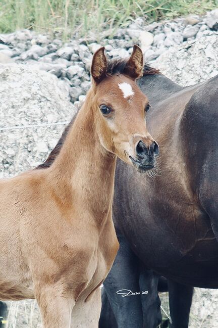 Araber Hengst, Jana, Horses For Sale, St.Lorenzen, Image 4