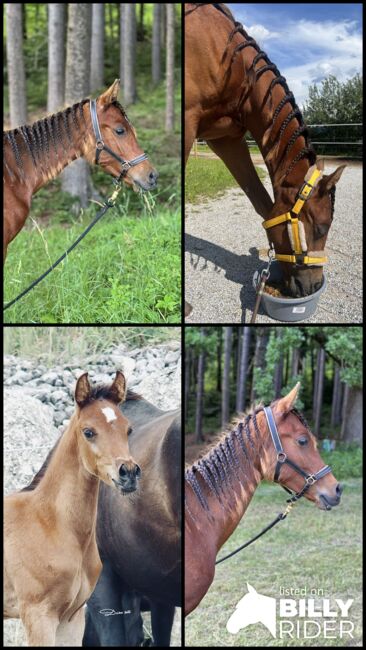 Araber Hengst, Jana, Horses For Sale, St.Lorenzen, Image 7