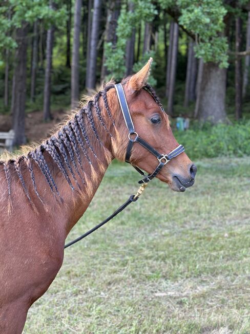 Araber Hengst, Jana, Horses For Sale, St.Lorenzen, Image 2