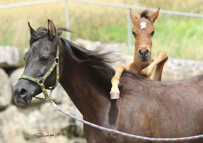 Araber Hengst, Jana, Horses For Sale, St.Lorenzen, Image 6