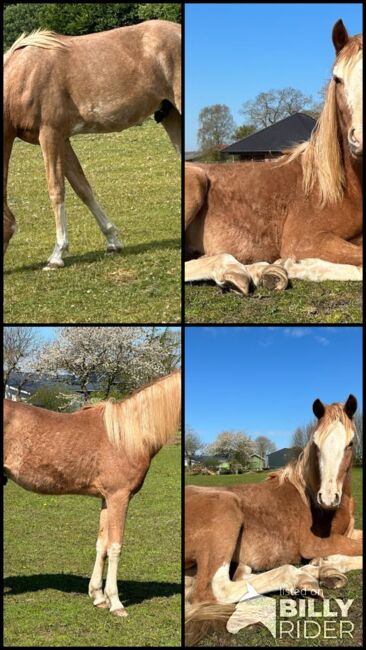 Araber Berber Wallach ( VFZB), unglaublich toller Charakter, geboren 2021, Birgit , Horses For Sale, Bunsoh, Image 6