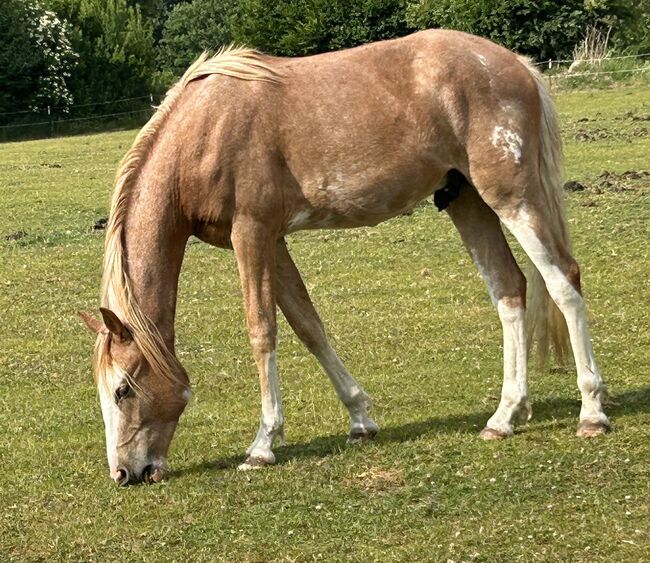 Araber Berber Wallach ( VFZB), unglaublich toller Charakter, geboren 2021, Birgit , Horses For Sale, Bunsoh