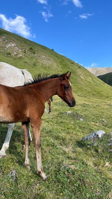 Araberhengstfohlen, Luca, Horses For Sale, Freienfeld