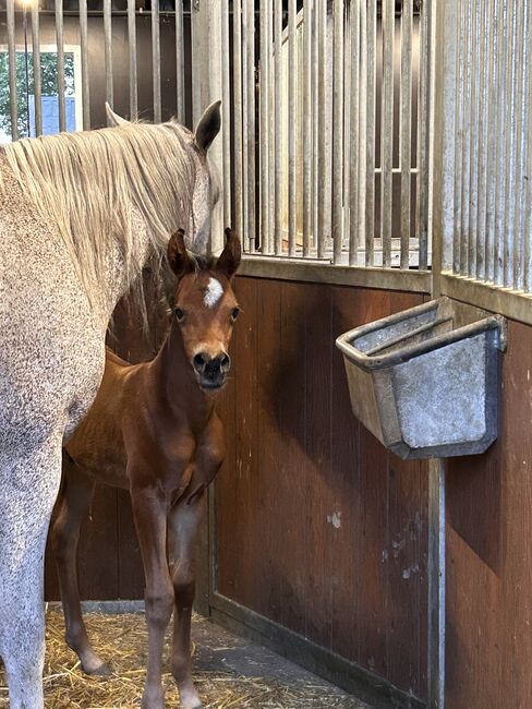 Arabian Colt, Prium Arabians, Horses For Sale, Uddel, Image 2