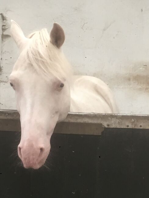 Arabian Cremello Stallion, Jo, Horses For Sale, Staffordshire