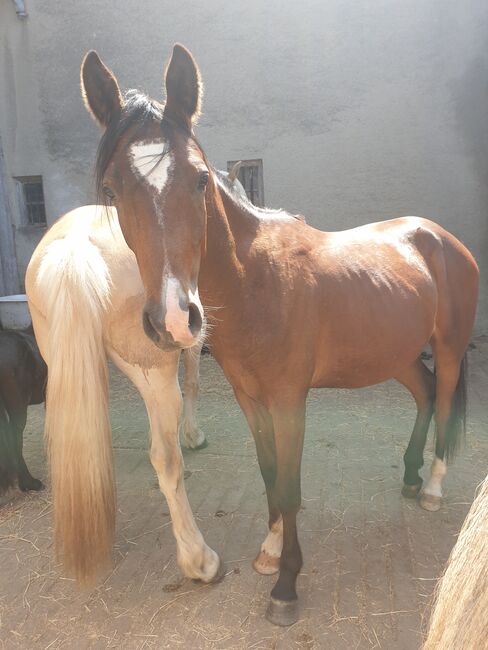 Wallach Araber, Kinga , Horses For Sale, Ziemetshausen , Image 3