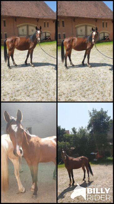 Wallach Araber, Kinga , Horses For Sale, Ziemetshausen , Image 8