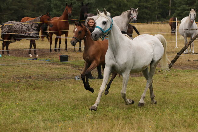 Araberstute aus 2005, Topfit gesund, Zucht nur Prämienfohlen, Veronika Suerig, Horses For Sale, Wietze