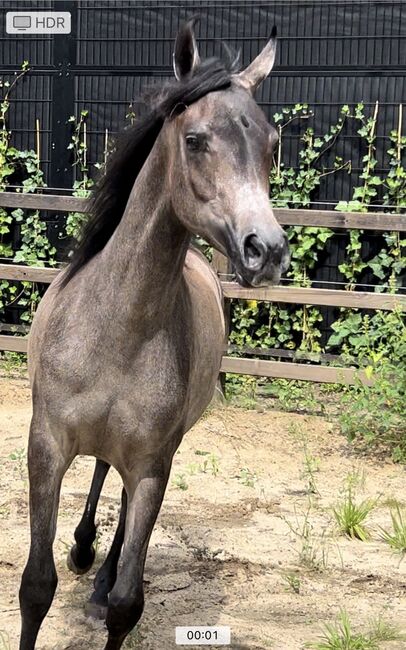 Arabian Mare, Prium Arabians, Horses For Sale, Uddel, Image 6