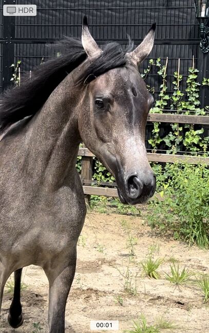 Arabian Mare, Prium Arabians, Horses For Sale, Uddel, Image 7