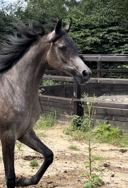 Arabian Mare, Prium Arabians, Horses For Sale, Uddel, Image 8