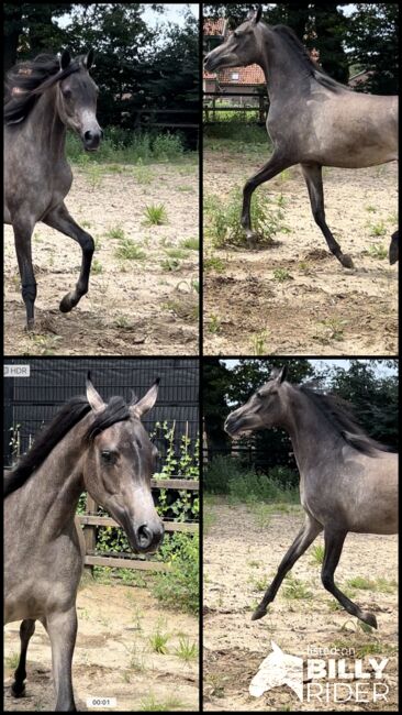 Arabian Mare, Prium Arabians, Horses For Sale, Uddel, Image 12