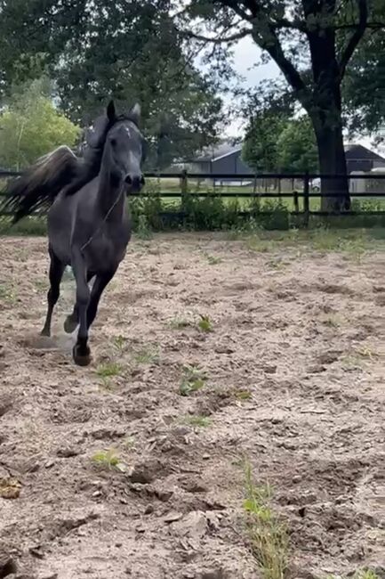 Arabian Mare, Prium Arabians, Horses For Sale, Uddel, Image 5