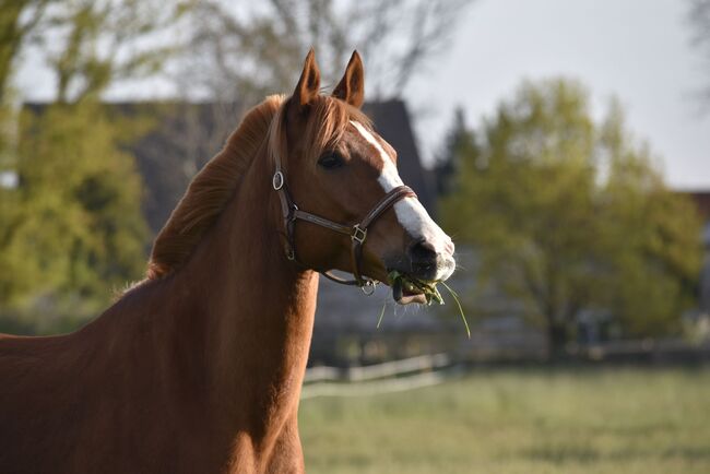 Arabisches Partbred Wallach 8 Jahre, Anna , Horses For Sale, Wamel, Image 3