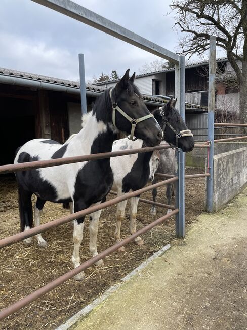 Araber Pinto Mix Schönheit, Simone, Konie na sprzedaż, Unterschauersberg