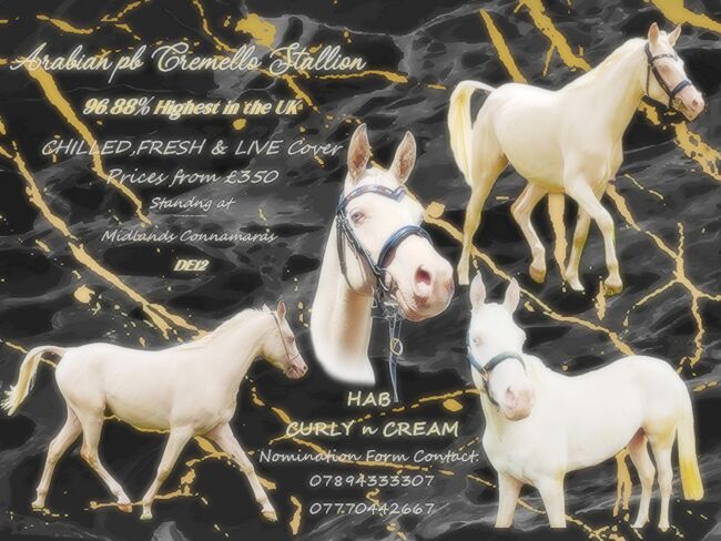Arabian Stallion for Breeding, Jo, Horses For Sale, Stoke-on-trent, Staffordshire