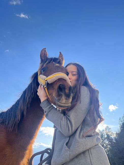 Araber Hengst, Jana, Horses For Sale, St.Lorenzen, Image 9