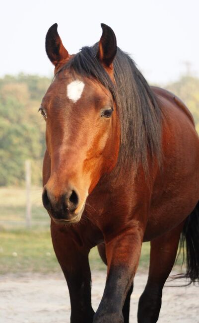 Arabský plnokrvník, Darina Bartalská, Horses For Sale, Stupava