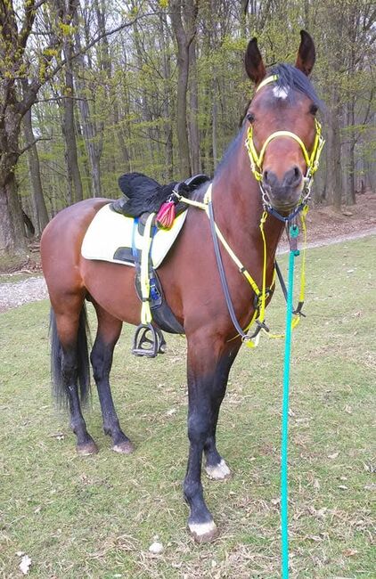 Arabský plnokrvník, Darina Bartalská, Horses For Sale, Stupava, Image 5