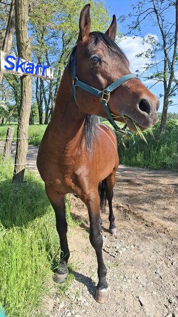 Arabský plnokrvník, Darina Bartalská, Horses For Sale, Stupava, Image 4