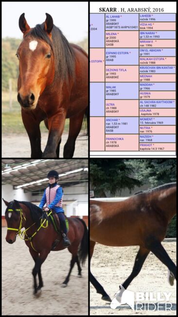 Arabský plnokrvník, Darina Bartalská, Horses For Sale, Stupava, Image 8