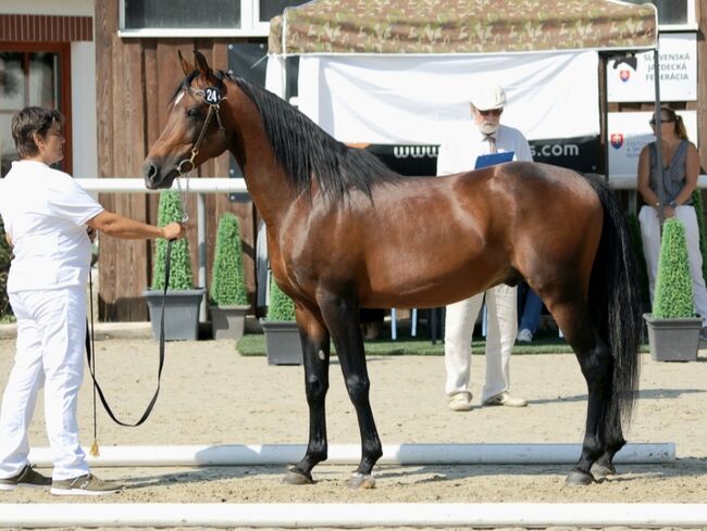 Arabský plnokrvník, Darina Bartalská, Horses For Sale, Stupava, Image 2