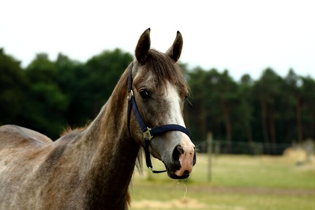 Araber mit Abstammung, St. Gärtner, Horses For Sale, Alpen, Image 3