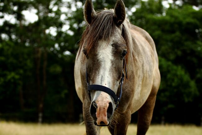 Araber mit Abstammung, St. Gärtner, Horses For Sale, Alpen, Image 5