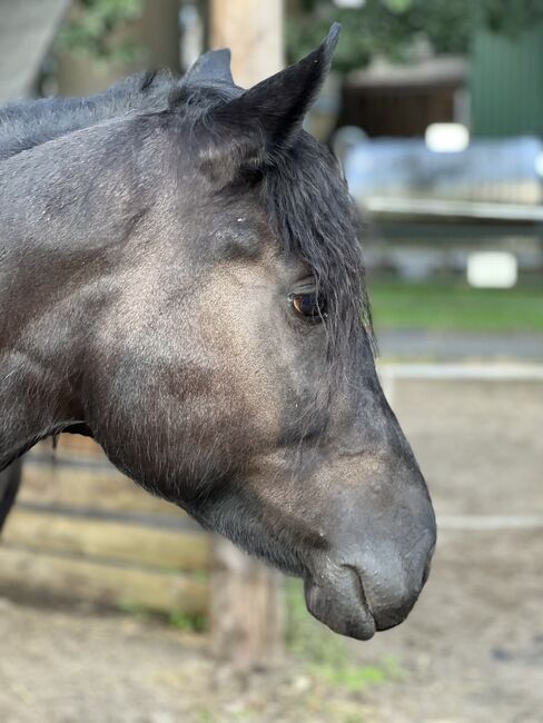 Araber x Friesen Mix Arabofriese Stute, Romy, Horses For Sale, Schiffdorf, Image 7