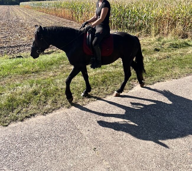 Araber x Friesen Mix Arabofriese Stute, Romy, Horses For Sale, Schiffdorf