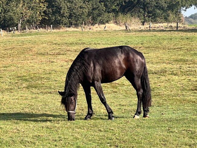 Araber x Friesen Mix Arabofriese Stute, Romy, Konie na sprzedaż, Schiffdorf, Image 5