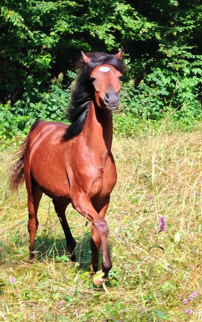 Araber jahrling, Petra , Horses For Sale, Bled
